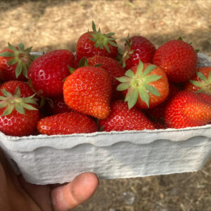 Punnet of Strawberries