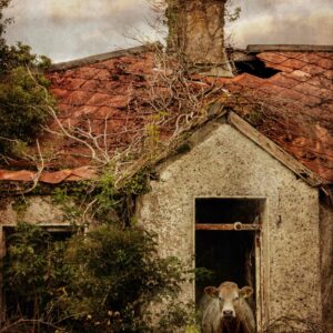 Print titled "Till the cows come home"
