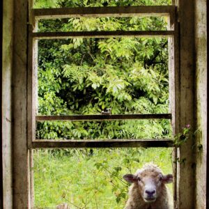 Print titled "Ah, you're home"