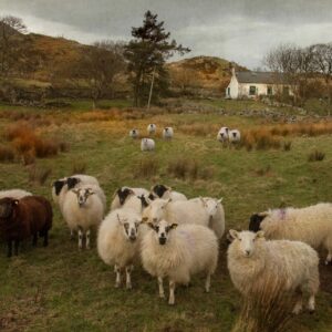 Print titles "Meanwhile in Donegal"